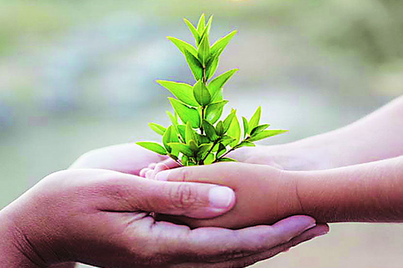 नियोजनबद्ध पद्धतीने वनखात्याच्या वृक्ष लागवड मोहिमेचा शुभारंभ