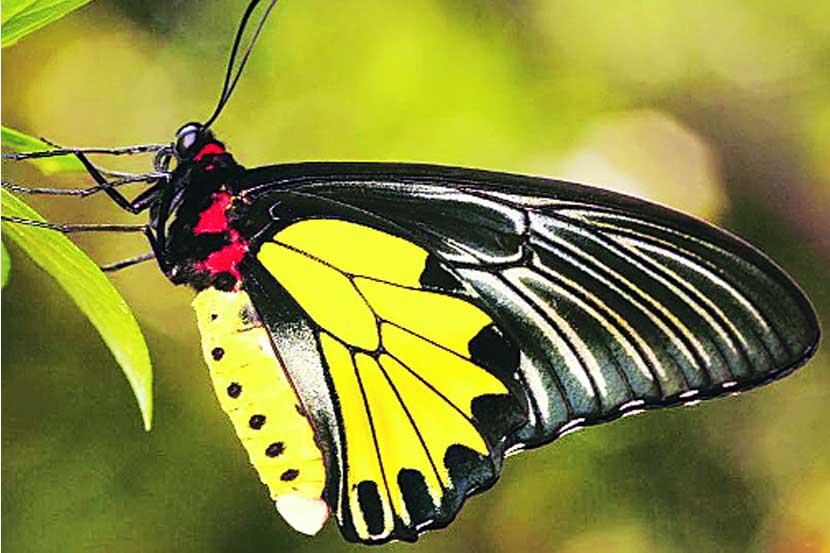 फुलपाखरांच्या जगात : सदर्न बर्डविंग