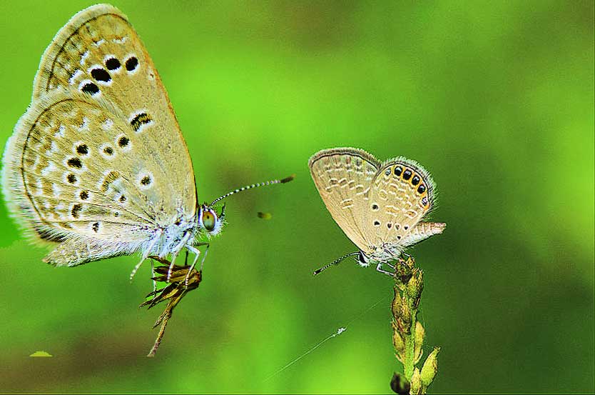 फुलपाखरांच्या जगात : ग्रास ज्वेल