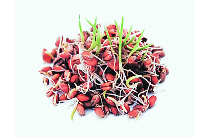 डाळ व कडधान्ये डाळ व कडधान्ये