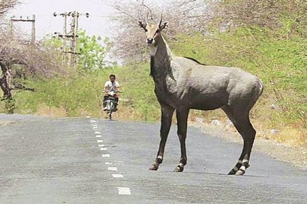 सारासार : विध्वंसक की बिच्चारे?