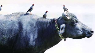 Pink boom , India buffalo meat exports , domestic milk availability, beef ban, Loksatta, Loksatta news, Marathi, Marathi news