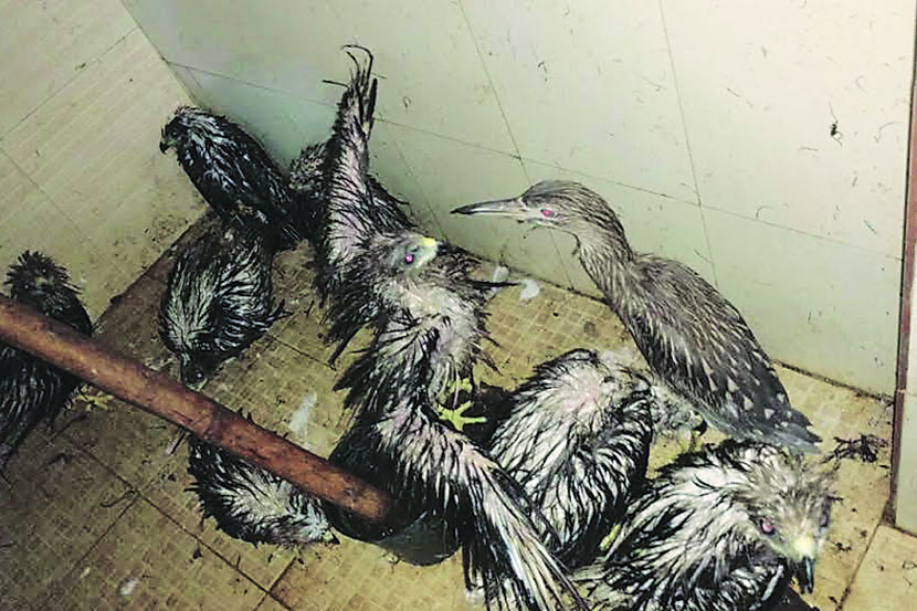 पावसाच्या माऱ्याने पक्षी बेघर