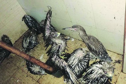 पावसाच्या माऱ्याने पक्षी बेघर