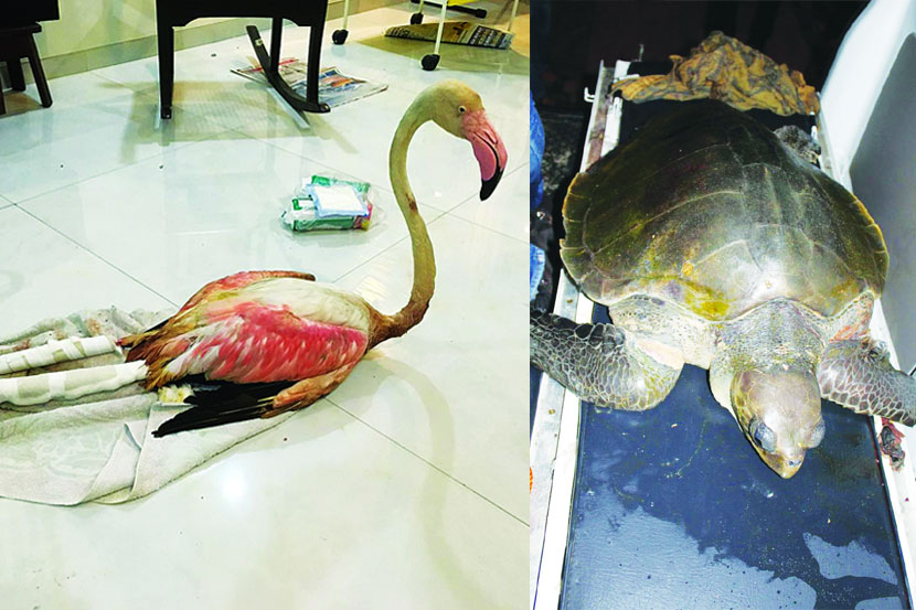 मुंबईतल्या प्राण्यांनाही ‘पाऊसबाधा’