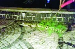 ‘लांडगा आला रे आला’ची प्रचिती