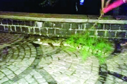 ‘लांडगा आला रे आला’ची प्रचिती