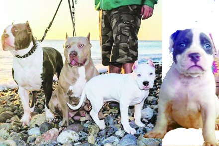 पेट टॉक : अमेरिकन पिट बुल टेरिअर पेट टॉक : अमेरिकन पिट बुल टेरिअर