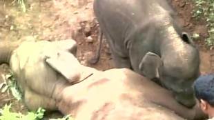 Heart rending visuals , elephant calf , wild animals, mishap, Loksatta, Loksatta news, Marathi, Marathi news