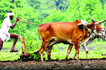 देशी बियाण्यांद्वारे दुप्पट उत्पन्नाचा मार्ग