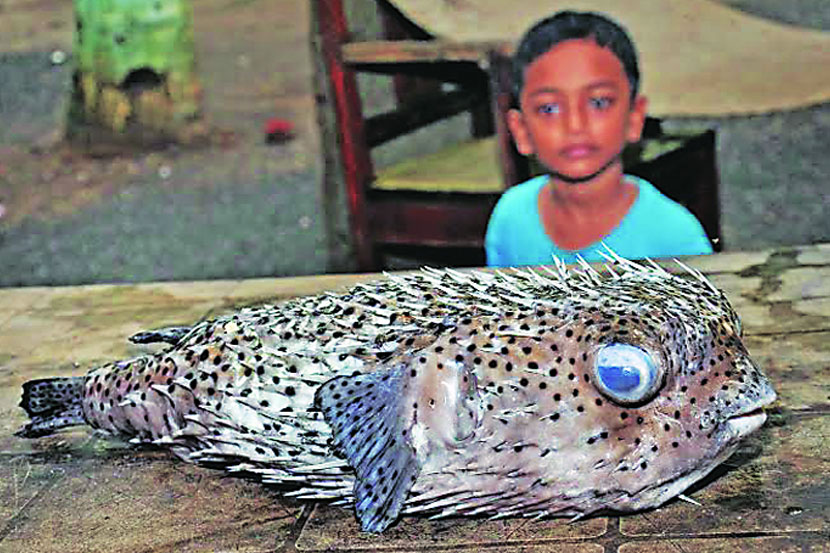 Marathi Fish मुरुडला दुर्मीळ काटेरी केंड मासा सापडला - Marathi News | Rare Fish ...