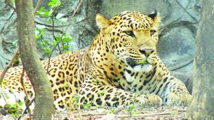 leopard