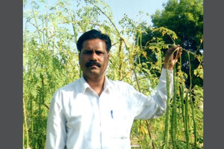 नाशिकच्या शेवग्यावर गुजरातमध्ये संशोधन