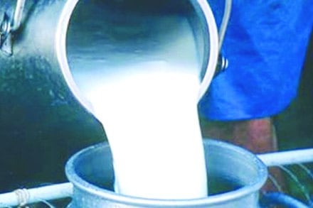 milk