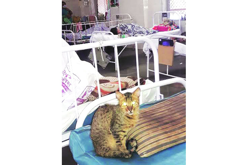 क्षय रुग्णालयात कुत्र्यामांजरींचे बस्तान! क्षय रुग्णालयात कुत्र्यामांजरींचे बस्तान!