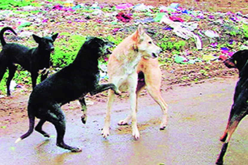 उरणमध्ये भटक्या कुत्र्यांची दहशत
