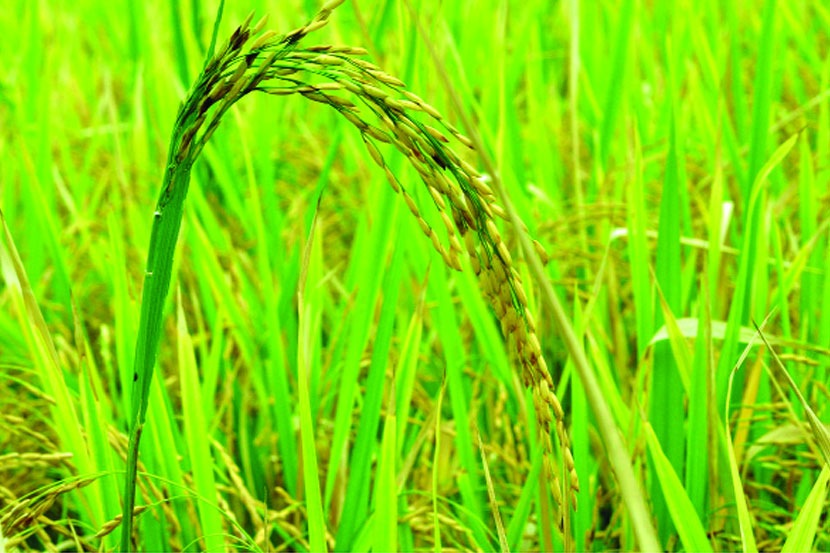 उरणची भातशेती तोटय़ाचीच उरणची भातशेती तोटय़ाचीच