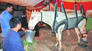 Statue of police horse Shaktiman , social media, Uttarakhand Government , Loksatta, Loksatta news, Marathi, Marathi news