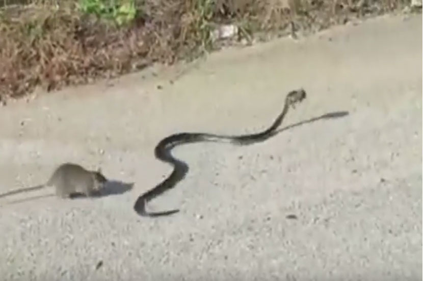 rat vs snake, viral video, amazing videos, Loksatta, Loksatta news, Marathi, Marathi news rat vs snake, viral video, amazing videos, Loksatta, Loksatta news, Marathi, Marathi news