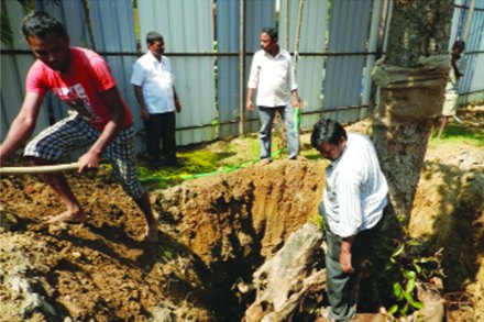 वृक्षाचे पुनर्रोपण 