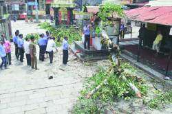 महालक्ष्मी मंदिर परिसरातील औदुंबरचा जुना वृक्ष कोसळला