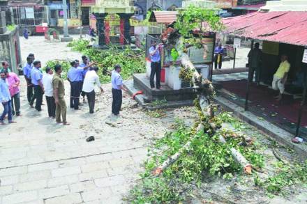 महालक्ष्मी मंदिरातील दत्त मंदिरासमोरील औदुंबर वृक्ष कोसळला. (छाया - संजय साळवी) 