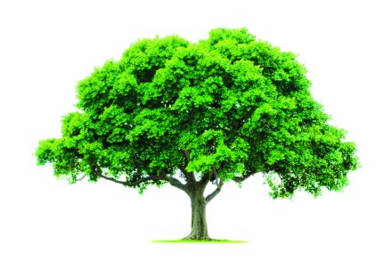लागवडीतील हजारो वृक्ष गायब