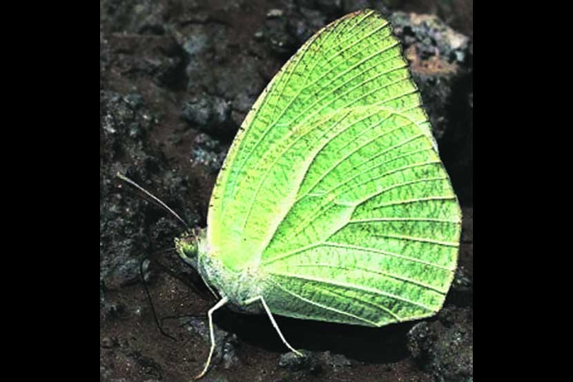 फुलपाखरांच्या जगात : मॉटल्ड इमिग्रंट