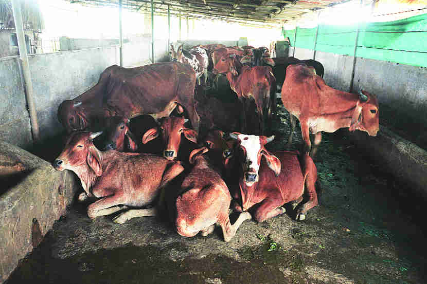 सरकारी गोरक्षकांसाठी कार्यकर्तेच अधिक