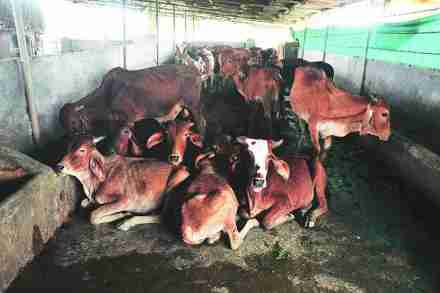 सरकारी गोरक्षकांसाठी कार्यकर्तेच अधिक