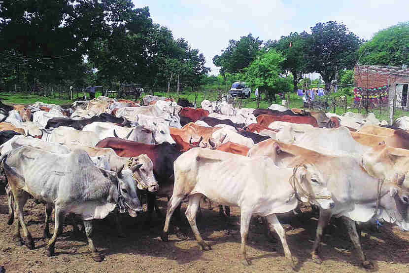 गोशाळांची स्थिती चिंताजनक (विदर्भ)