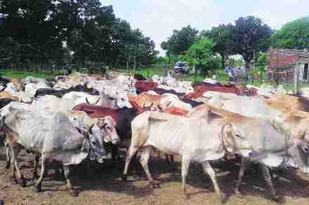 गोशाळांची स्थिती चिंताजनक (विदर्भ)