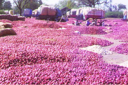 सोलापूरच्या कांदा बाजाराला ‘चलनचटका’ सोलापूरच्या कांदा बाजाराला ‘चलनचटका’