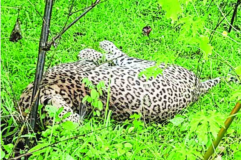 ठार झालेला बिबटय़ा जुन्नरचा? ठार झालेला बिबटय़ा जुन्नरचा?