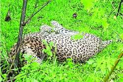 ठार झालेला बिबटय़ा जुन्नरचा?