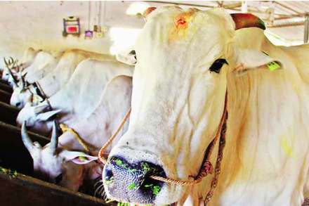 गोशाळांमधील भाकड गायींची संख्या वाढतीच!