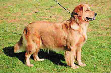 पेट टॉक : अपंगांचा आधार गोल्डन रिटरिवर पेट टॉक : अपंगांचा आधार गोल्डन रिटरिवर