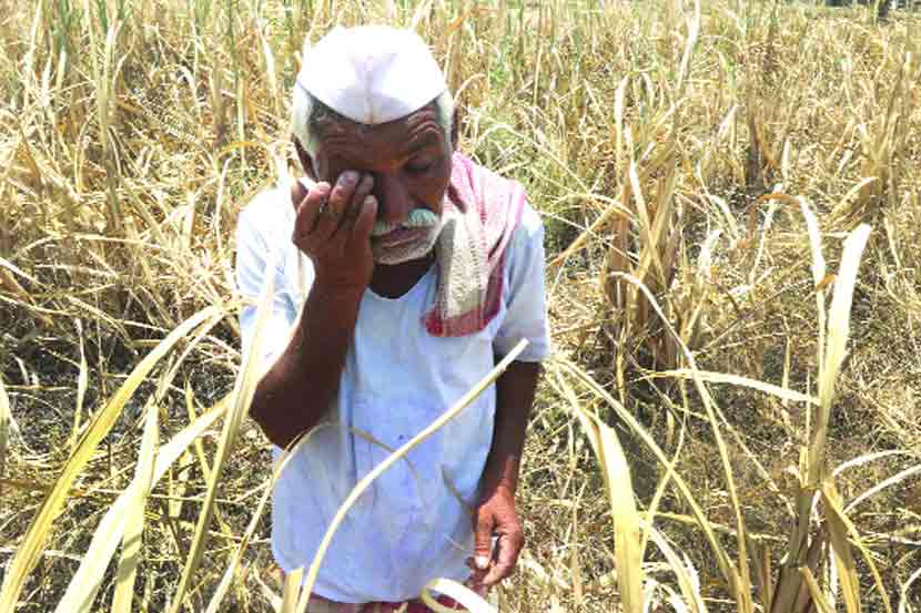 यवतमाळवर ओल्या दुष्काळाचे सावट