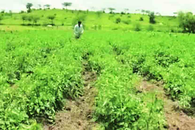 कृषी विद्यापीठांमध्ये सेंद्रिय शेती संशोधनावर भर