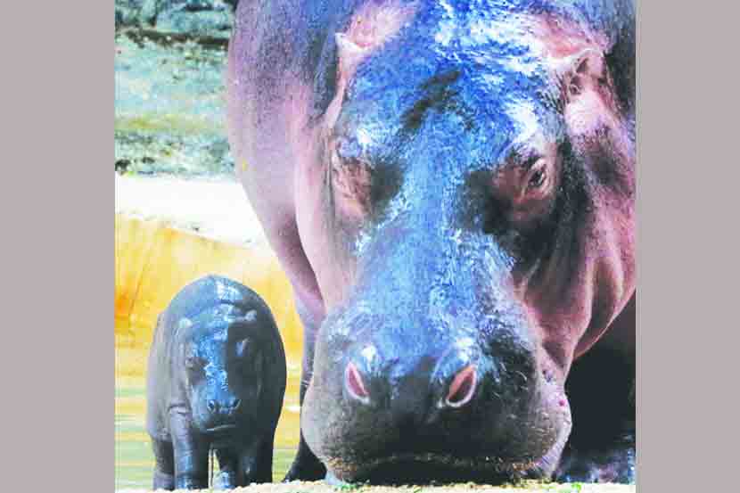 राणीबागेतील पाणघोडय़ाचे बारसे लांबणीवर
