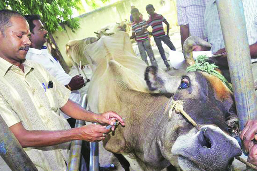 जनावरांना विषबाधेपासून कसे वाचवाल?
