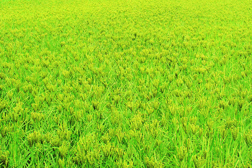 नाचणीलाही ‘टिश्यूकल्चर’ची साथ