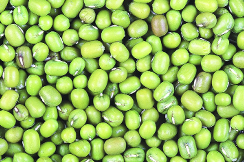पेरणी : खरीप कडधान्ये