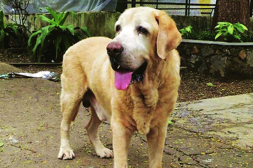 टायगरच्या जाण्याने शोकाकुल सिझर तणावाखाली टायगरच्या जाण्याने शोकाकुल सिझर तणावाखाली