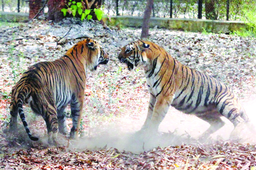 वाघांचे आपसातील संघर्ष विकोपाला