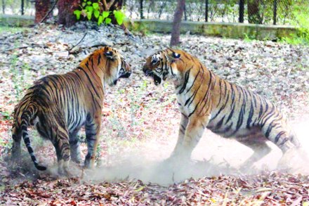 वाघांचे आपसातील संघर्ष विकोपाला