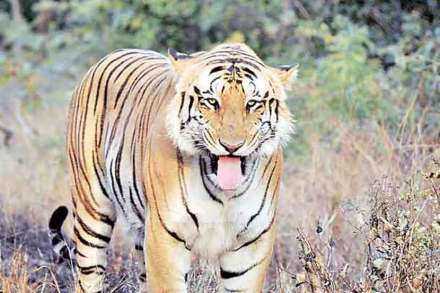 श्वान, कोंबडय़ांच्या शोधात येऊरमध्ये बिबटय़ाचे ‘सीमोल्लंघन’ श्वान, कोंबडय़ांच्या शोधात येऊरमध्ये बिबटय़ाचे ‘सीमोल्लंघन’