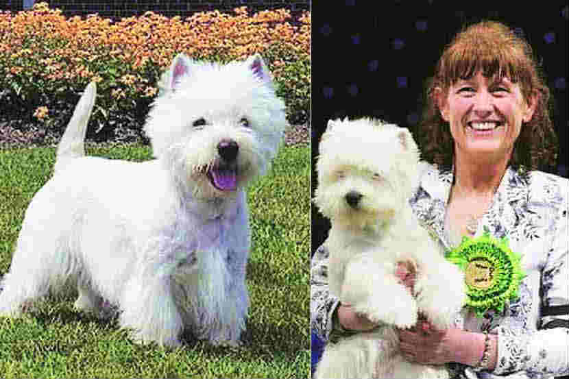 पेट टॉक : वेस्ट हायलँड व्हाइट टेरिअर पेट टॉक : वेस्ट हायलँड व्हाइट टेरिअर