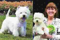 पेट टॉक : वेस्ट हायलँड व्हाइट टेरिअर 