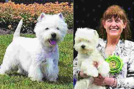 पेट टॉक : वेस्ट हायलँड व्हाइट टेरिअर पेट टॉक : वेस्ट हायलँड व्हाइट टेरिअर